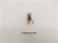 藏品(雙斑馬蜂)的圖片